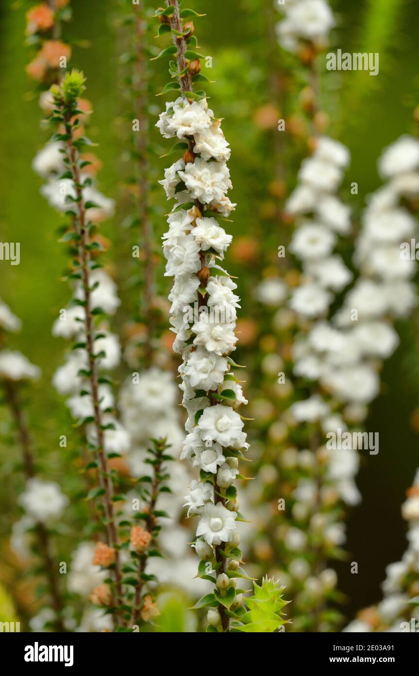 Gunn's Heath Epacris gunnii Epacridaceae Photographed in Tasmania, Australia Stock Photo
