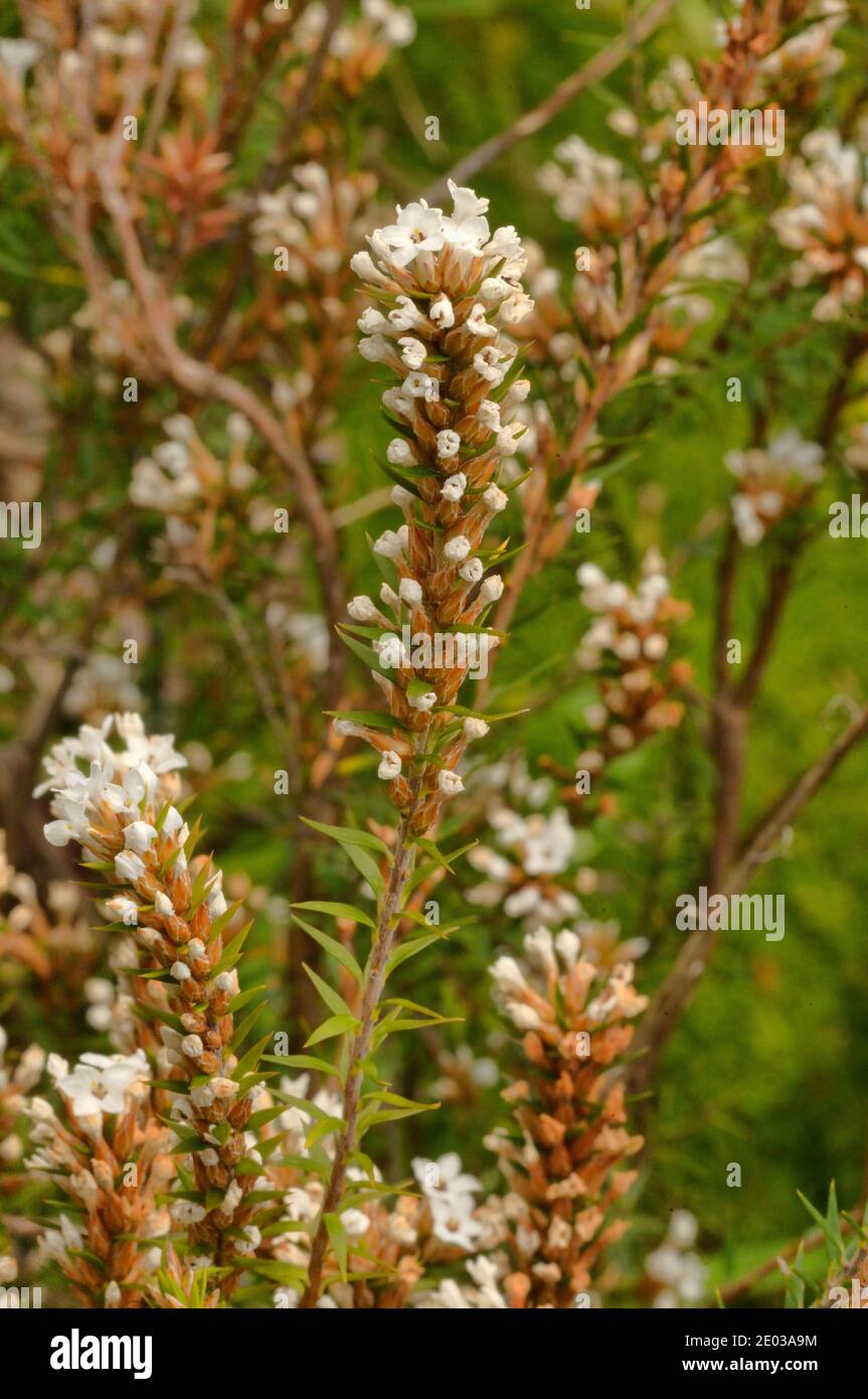 Swamp Heath Epacris lanuginosa Epacridaceae Photographed in Tasmania, Australia Stock Photo