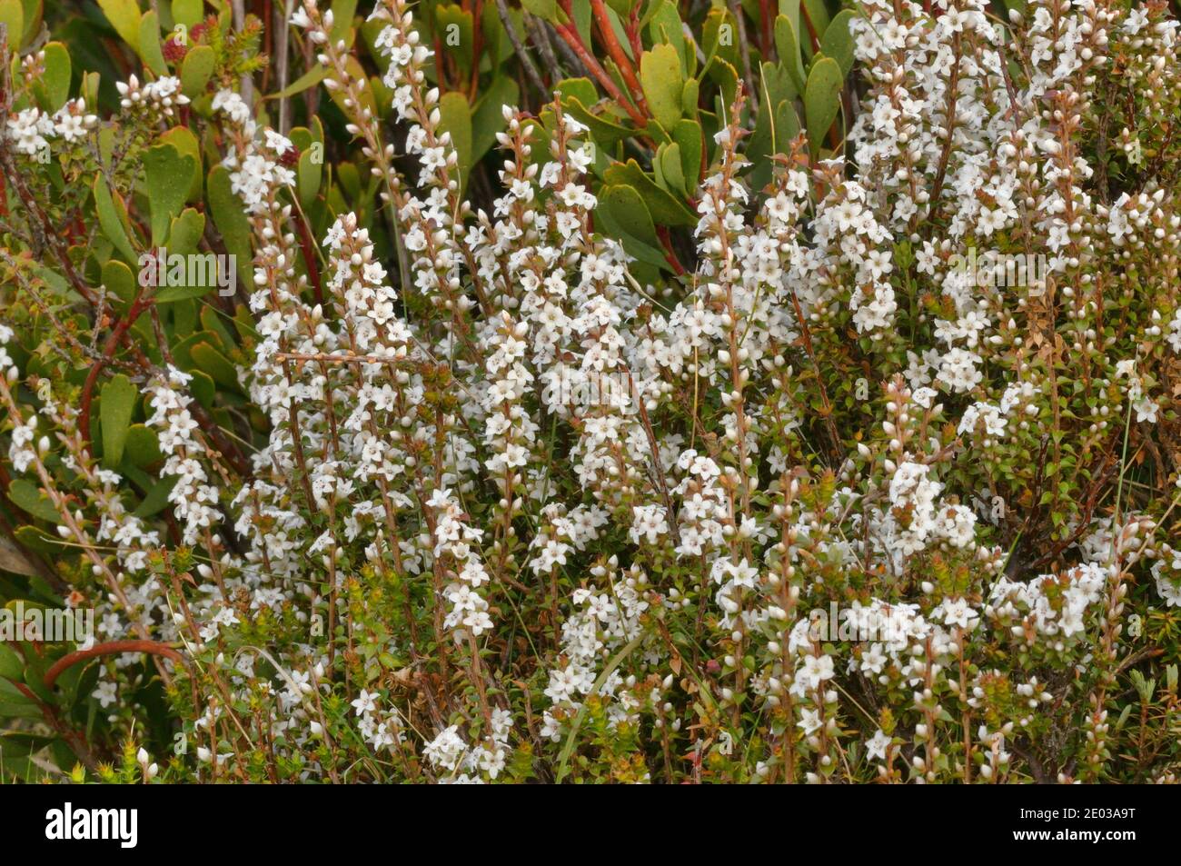 Alpine Heath Epacris serpyllifolia EPACRIDACEAE Endemic to Tasmania, Australia Stock Photo