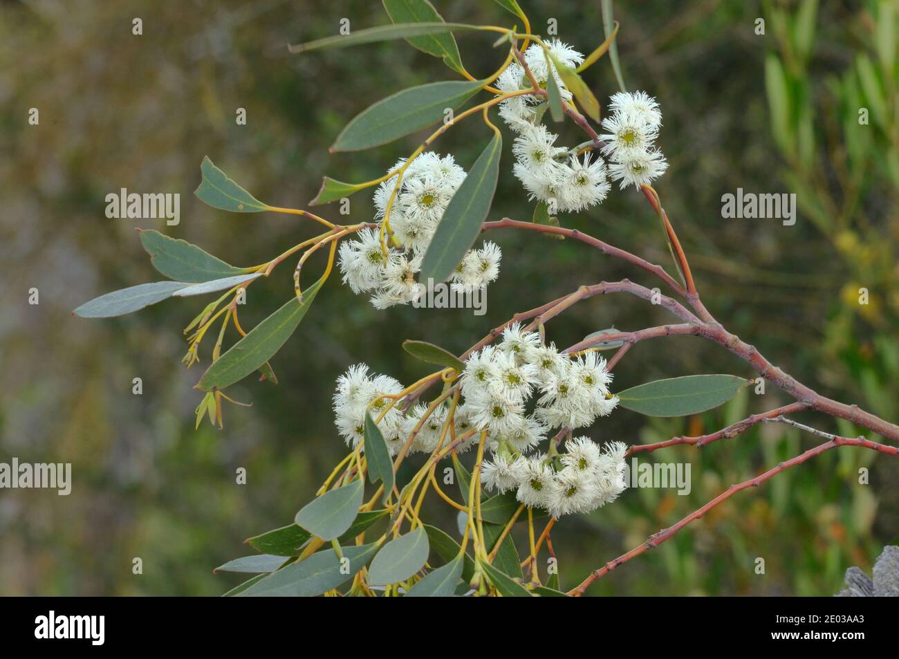 Tasmanian Snow Gum Eucalyptus coccifera Myrtaceae Endemic to Tasmania, Australia Stock Photo