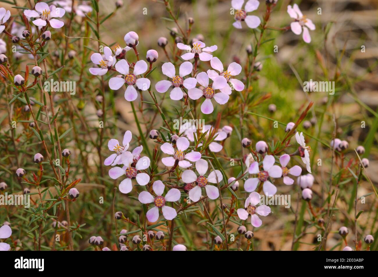 Rosy Heathmyrtle Euryomyrtus ramosissima Myrtaceae Photographed in Tasmania, Australia Stock Photo