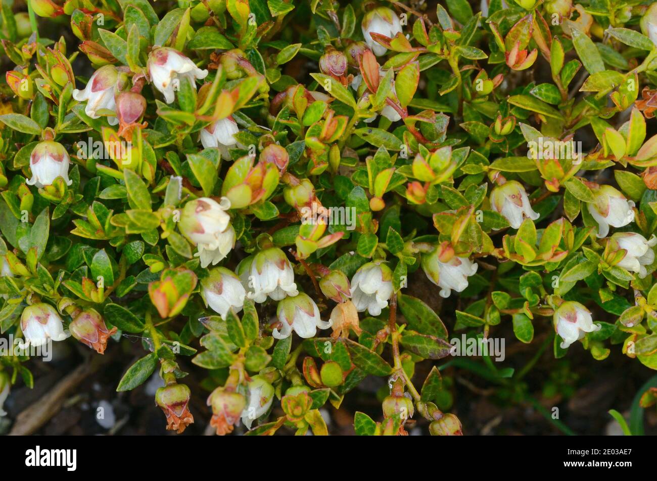 Tasmanian Waxberry Gaultheria tasmanica Ericaceae Endemic toTasmania, Australia Stock Photo