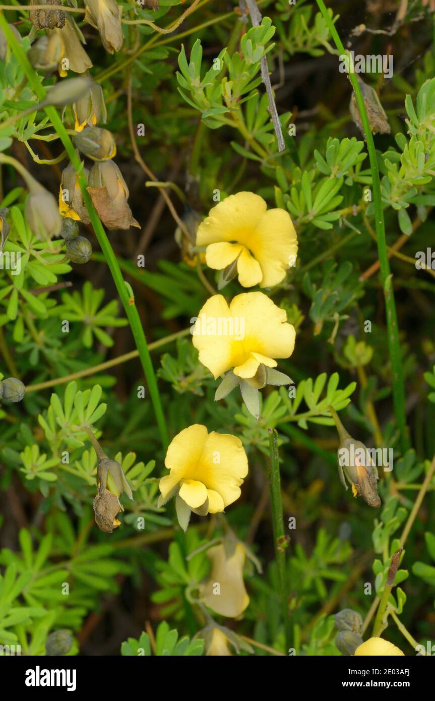 Common Wedgepea Gompholobium huegelii Fabaceae Photographed in Tasmania, Australia Stock Photo