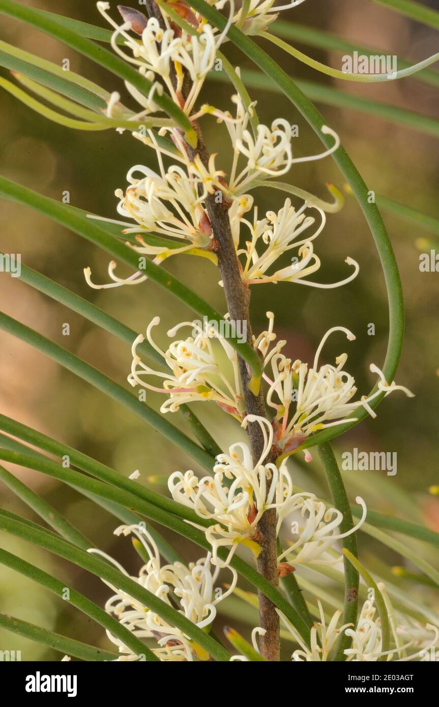 Mountain Needlebush Hakea lissosperma Proteaceae Photographed in Tasmania, Australia Stock Photo