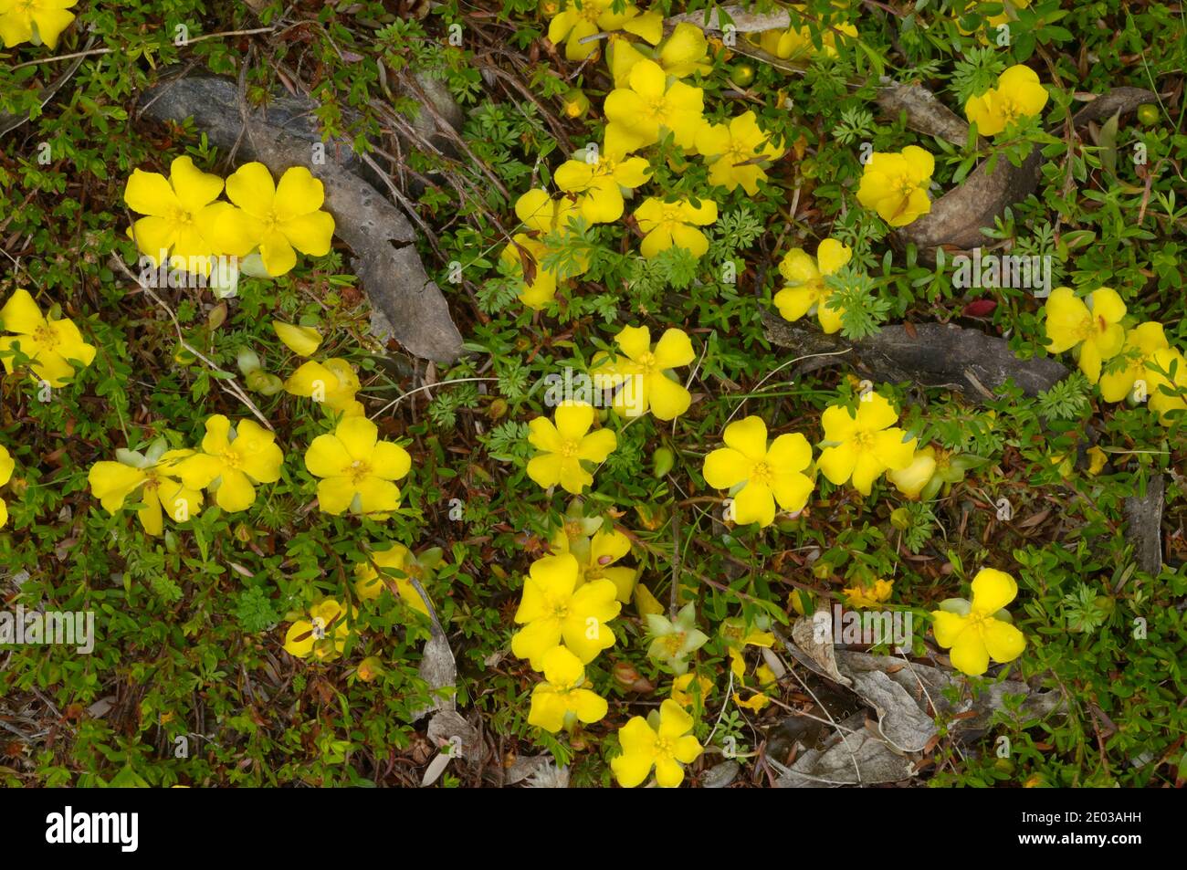 Spreading Guineaflower Hibbertia procumbens Dilleniaceae Photographed in Tasmania, Australia Stock Photo