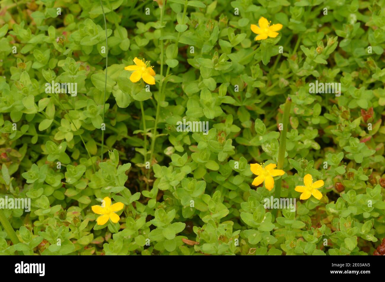 Small St Johns-wort Hypericum gramineum Clusiaceae Photographed in Tasmania, Australia Stock Photo