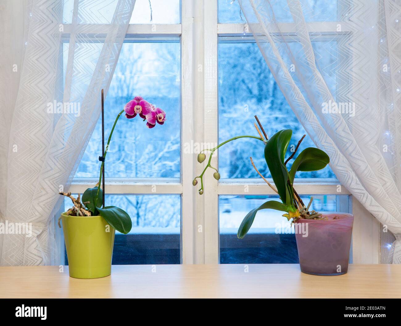 Two orchids flowers in pots growing on window sill in winter indoors. Winter landscape with lot of snow on background outdoors. Stock Photo