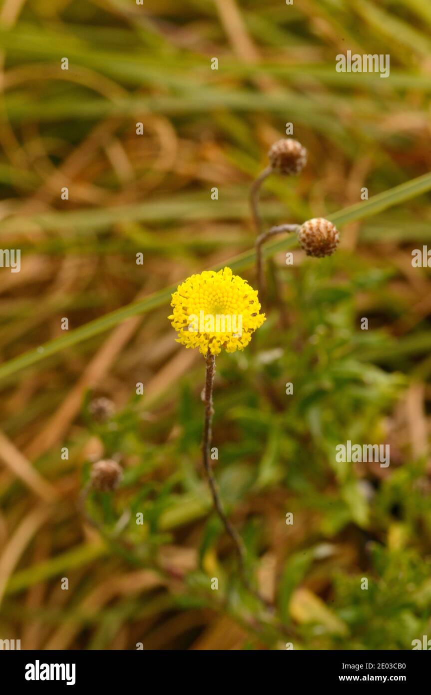 Scaly Buttons Leptorhynchos squamatus Asteraceae Photographed in Tasmania, Australia Stock Photo