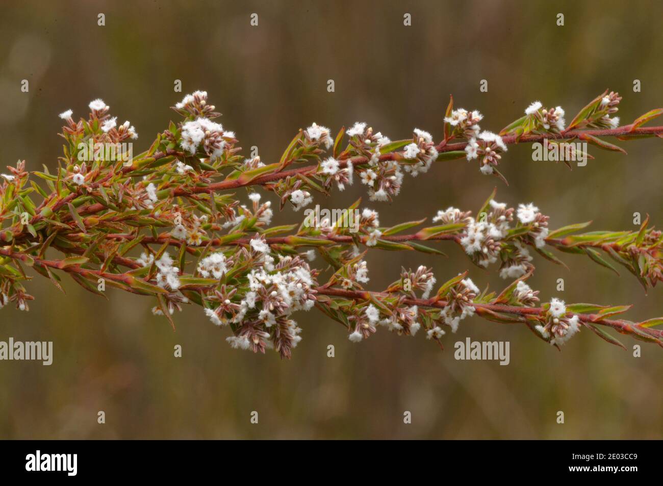 White Beardheath Leucopogon collinus Epacridaceae Photographed in Tasmania, Australia Stock Photo