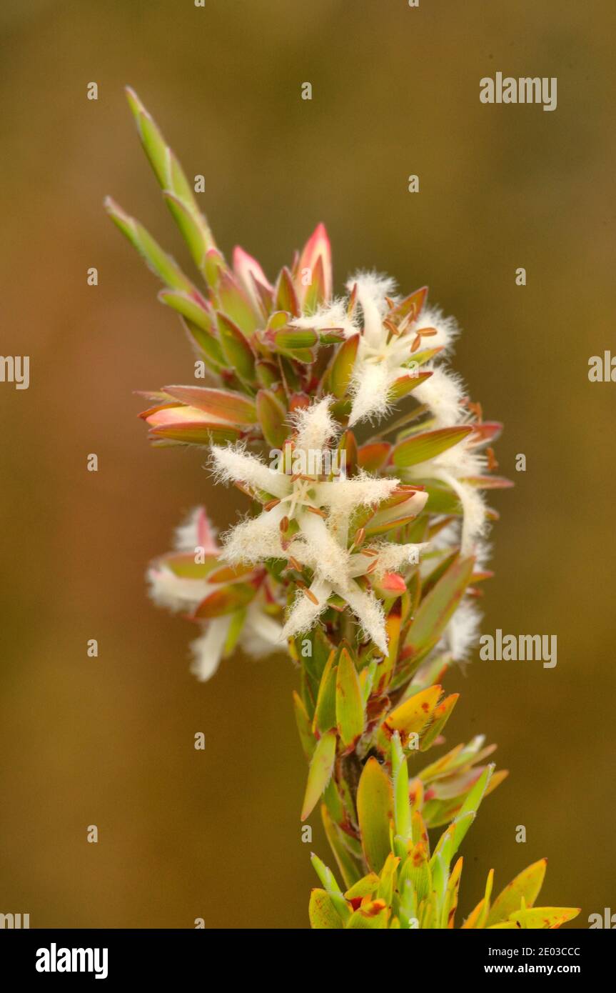 Pink Beardheath Leucopogon ericoides Epacridaceae Photographed in Tasmania, Australia Stock Photo