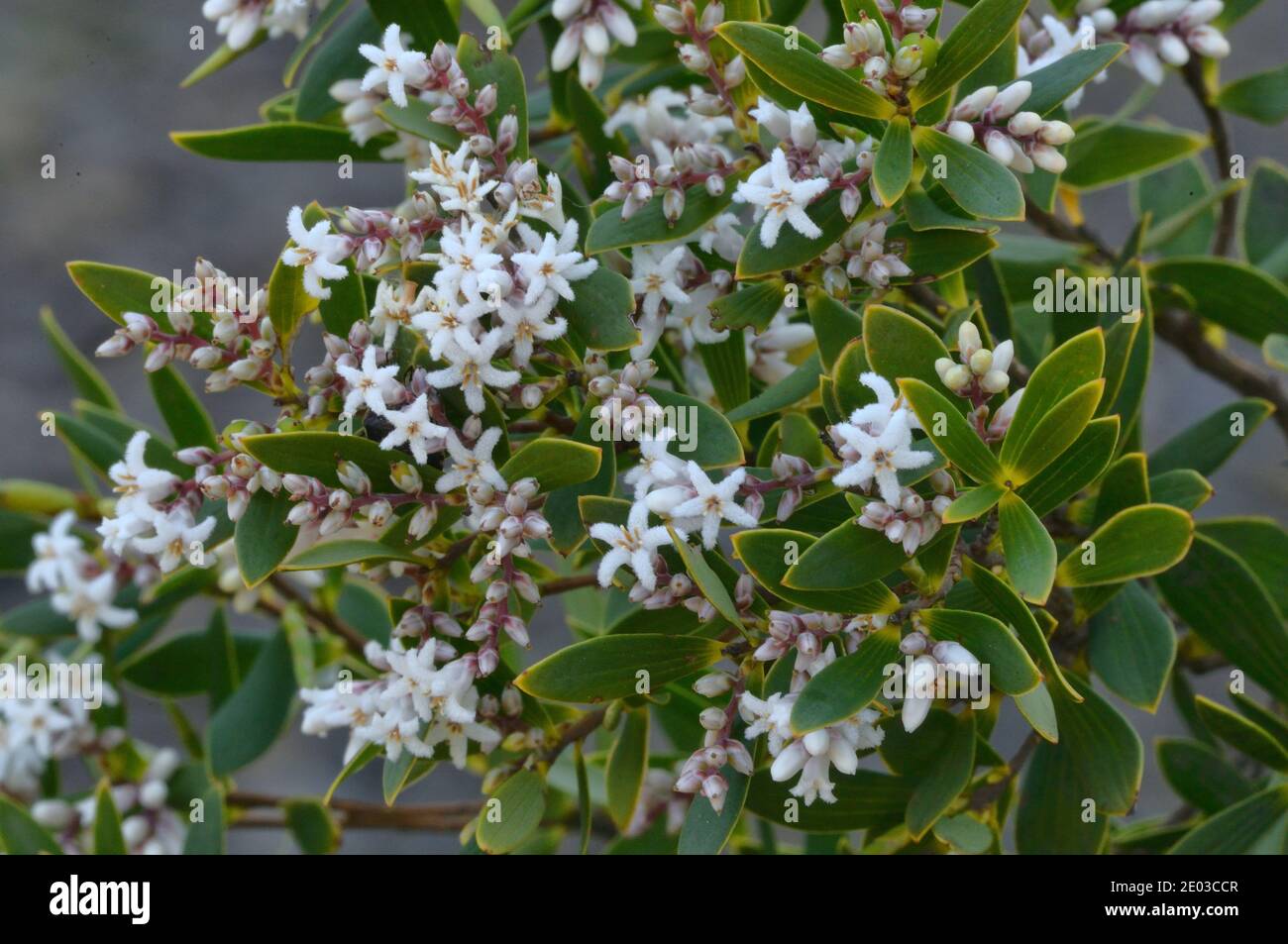 Coast Beard Heath Leucopogon parviflorus Epacridaceae Photographed in Tasmania, Australia Stock Photo