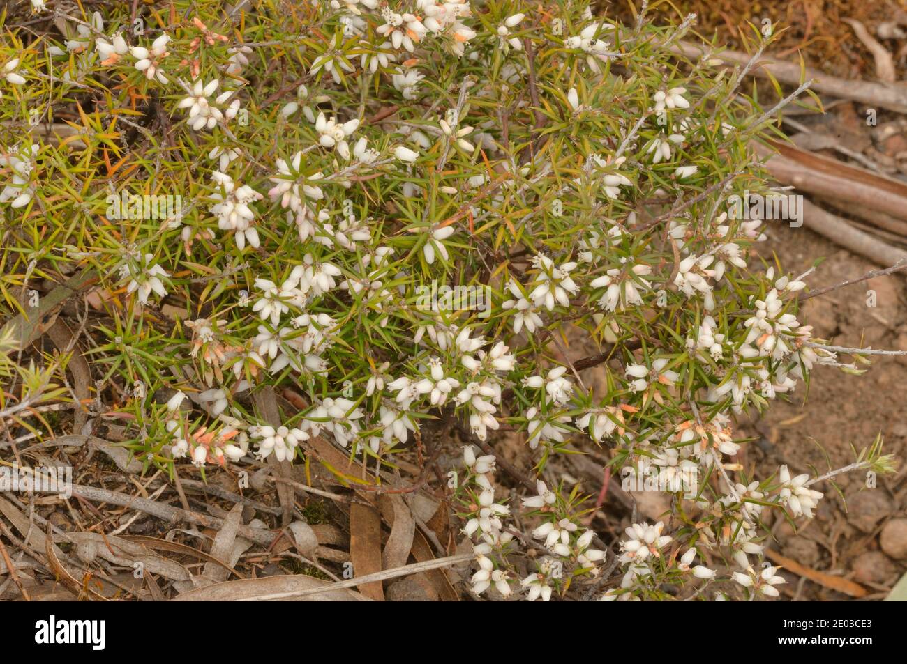 Peachberry Heath Lissanthe strigosa Epacridaceae Photographed in Tasmania, Australia Stock Photo