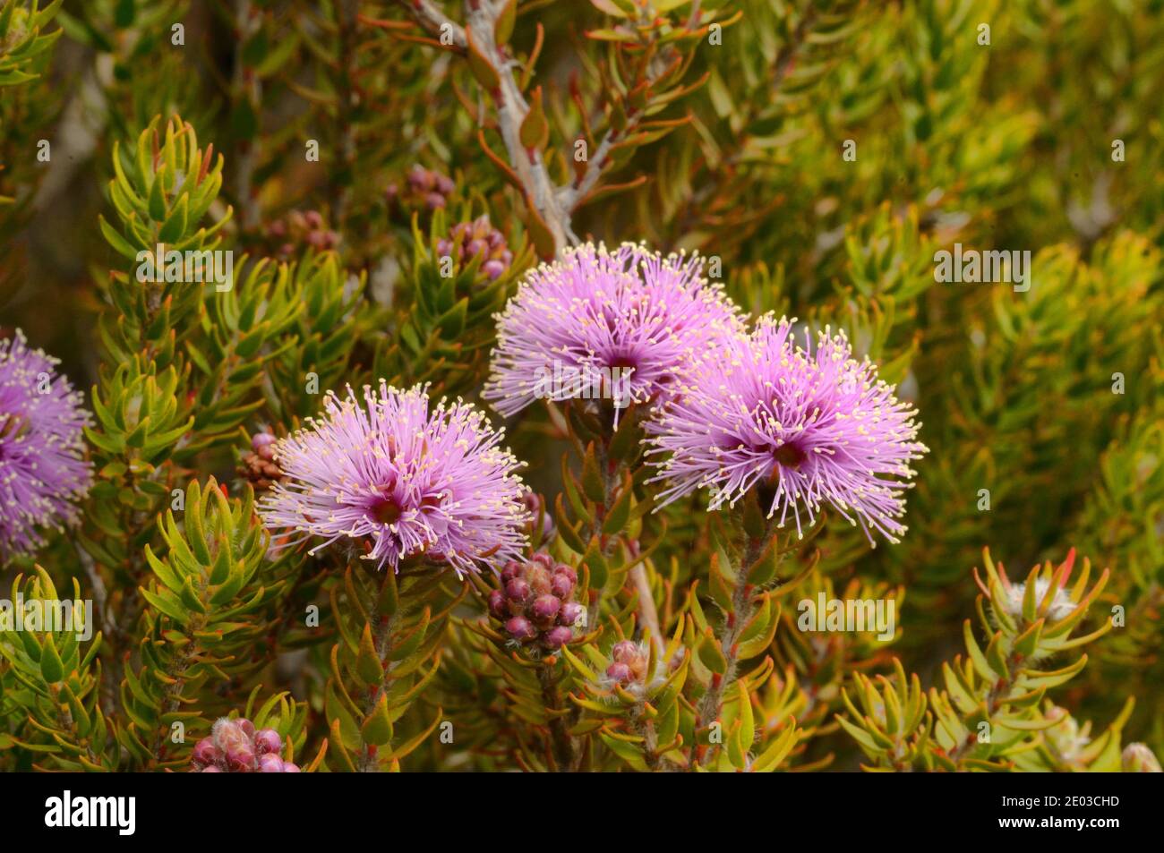 Swamp Honeymyrtle Melaleuca squamea MYRTACEAE Photographed in Tasmania, Australia Stock Photo