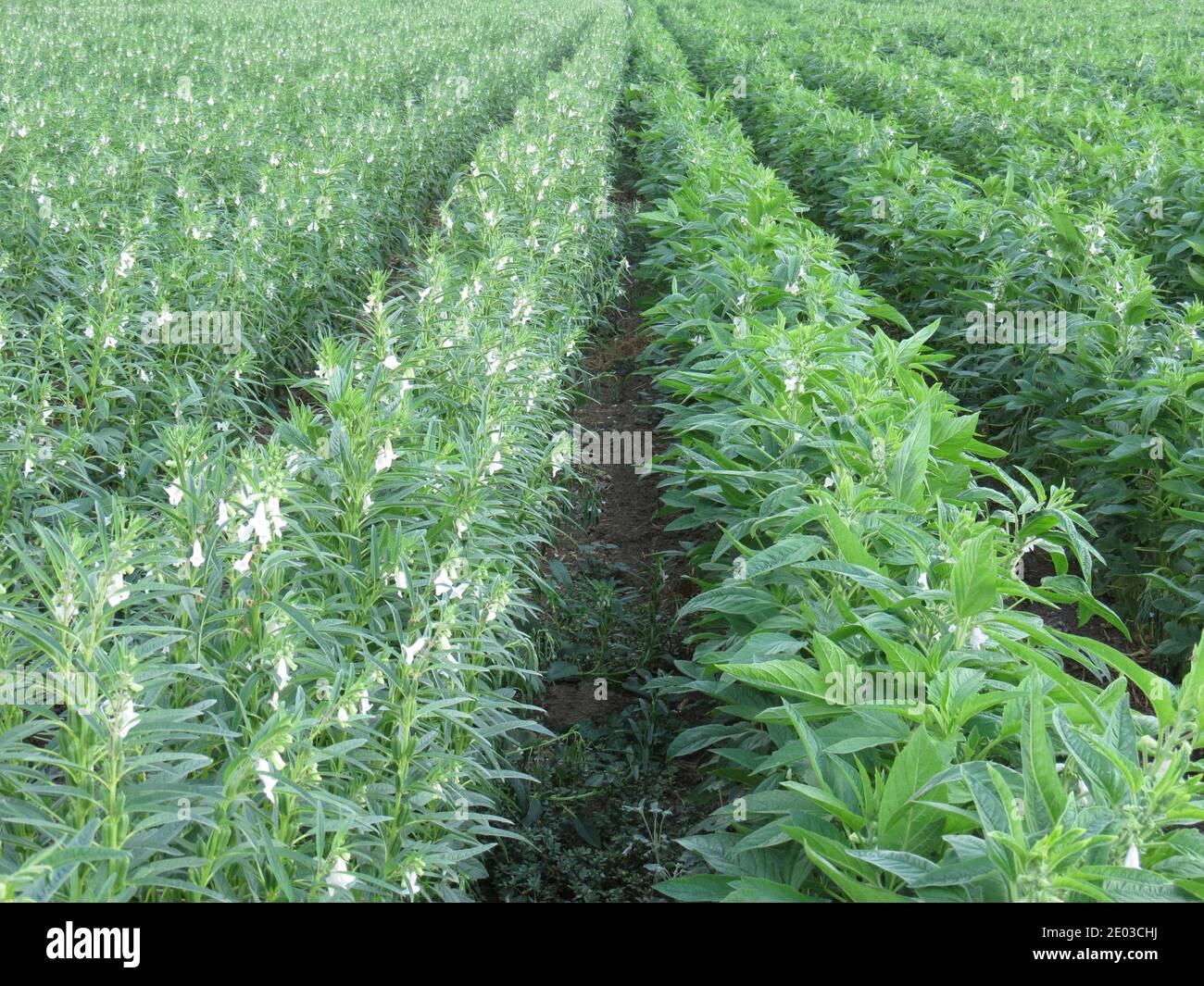 Sesame seed Farm, Sesamum crops growing in green farmland, Till