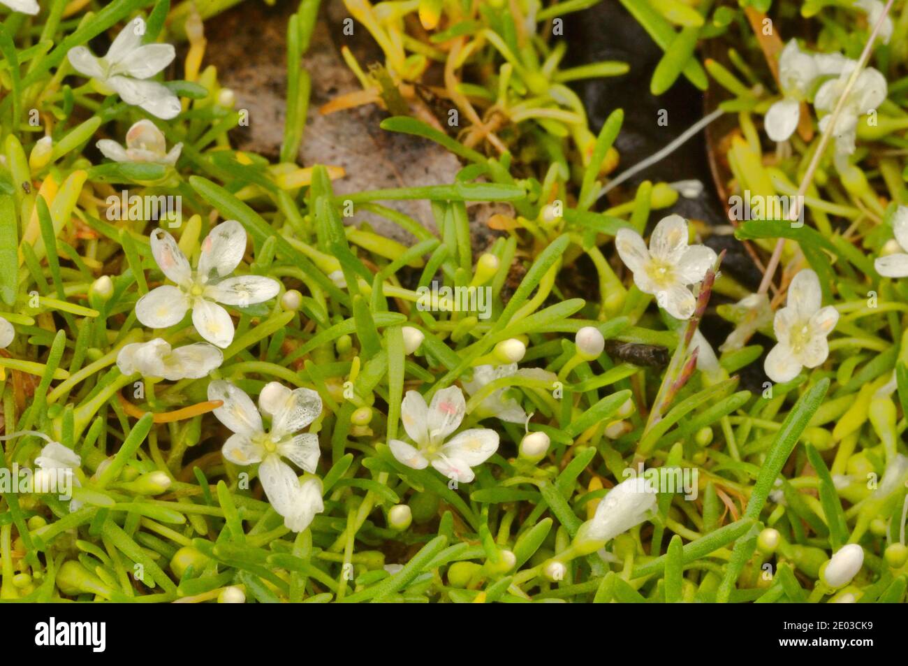 White Purslane Montia australasica Portulacaceae Photographed in Tasmania, Australia Stock Photo