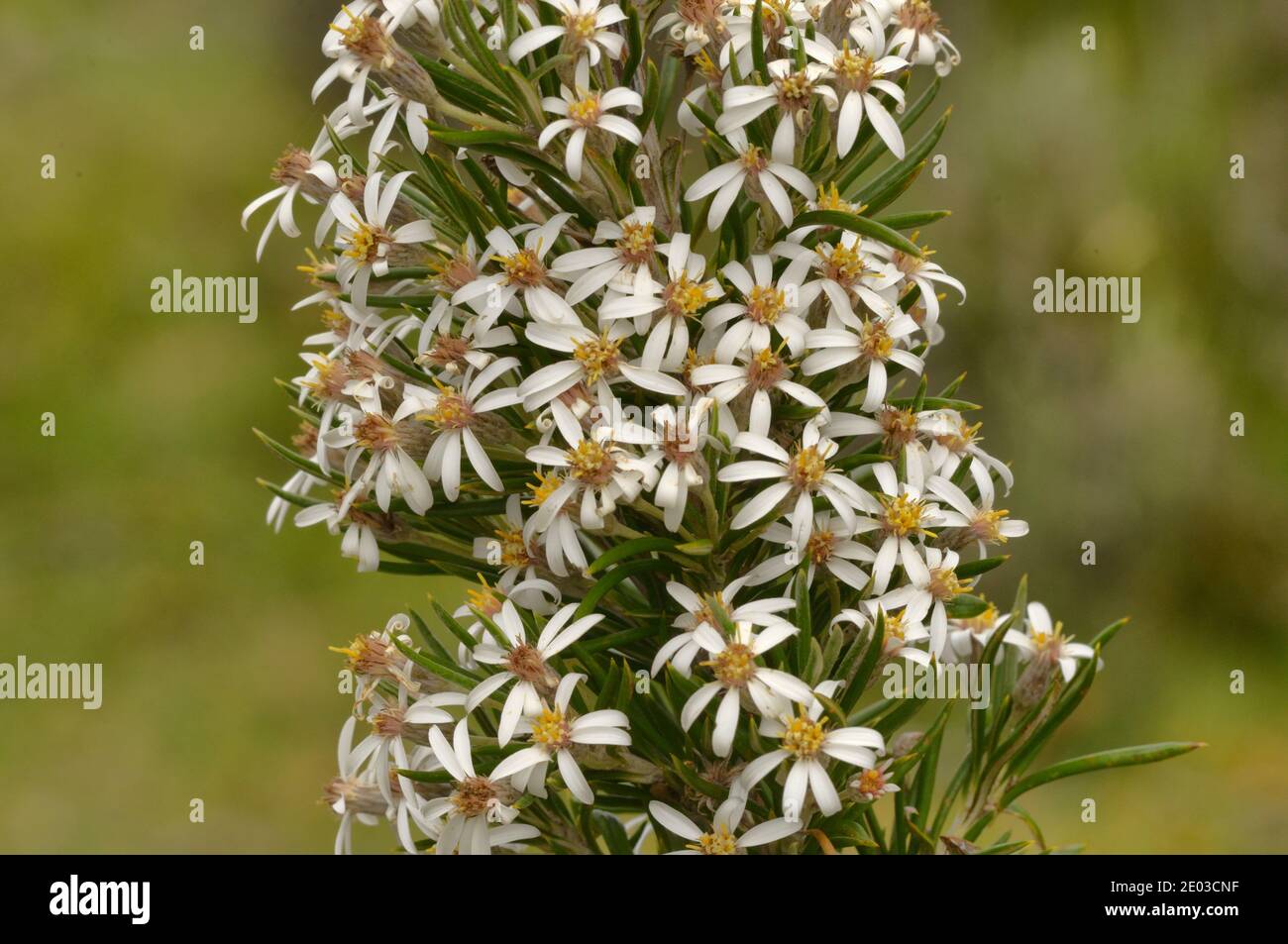 Prickly Alpine Daisybush Olearia pinifolia Photographed in Tasmania, Australia Stock Photo
