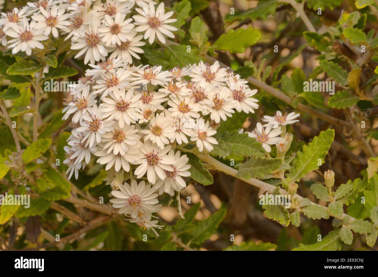 Sawleaf Daisybush Olearia stellulata Photographed in Tasmania, Australia Stock Photo
