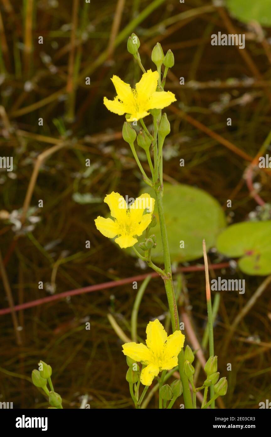 Running Marshflower Ornduffia reniformis Photographed in Tasmania, Australia Stock Photo