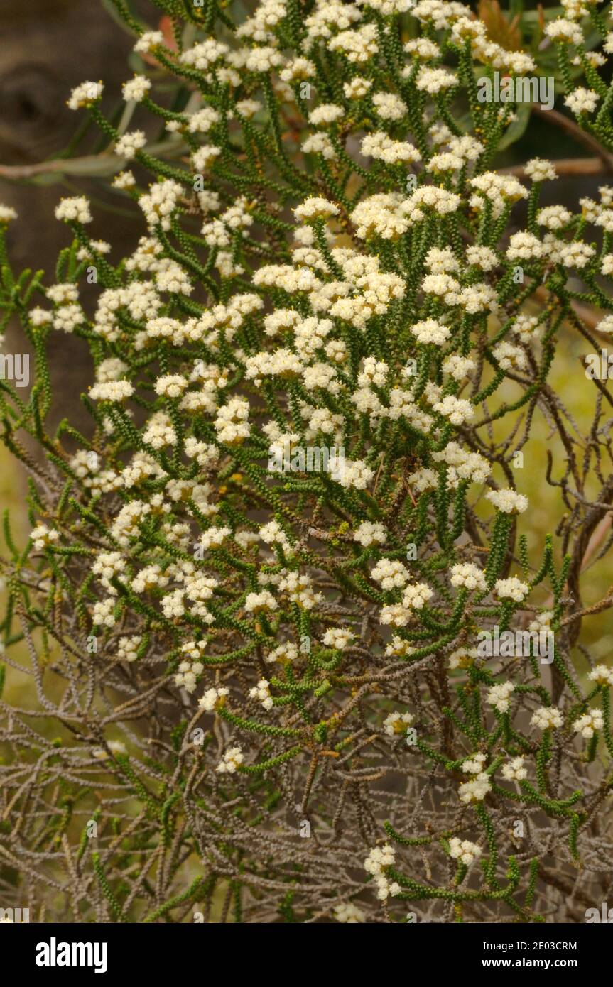 Everlasting Tree Ozothamnus hi-res stock photography and images - Alamy