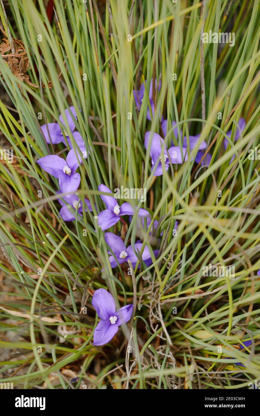 Short Purpleflag Patersonia fragilis Iridaceae Photographed in Tasmania, Australia Stock Photo