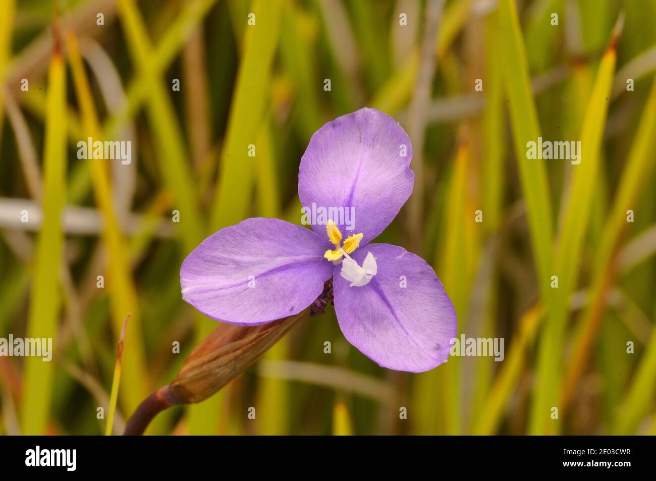 Long Purpleflag Patersonia occidentalis Iridaceae Photographed in Tasmania, Australia Stock Photo