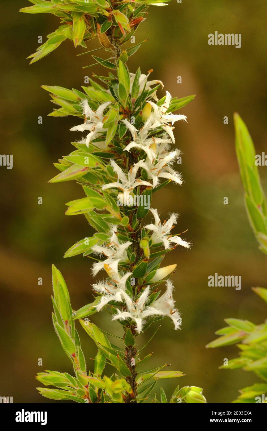 Forest Frilly Heath Pentachondra involucrata Epacridaceae Endemic toTasmania, Australia Stock Photo