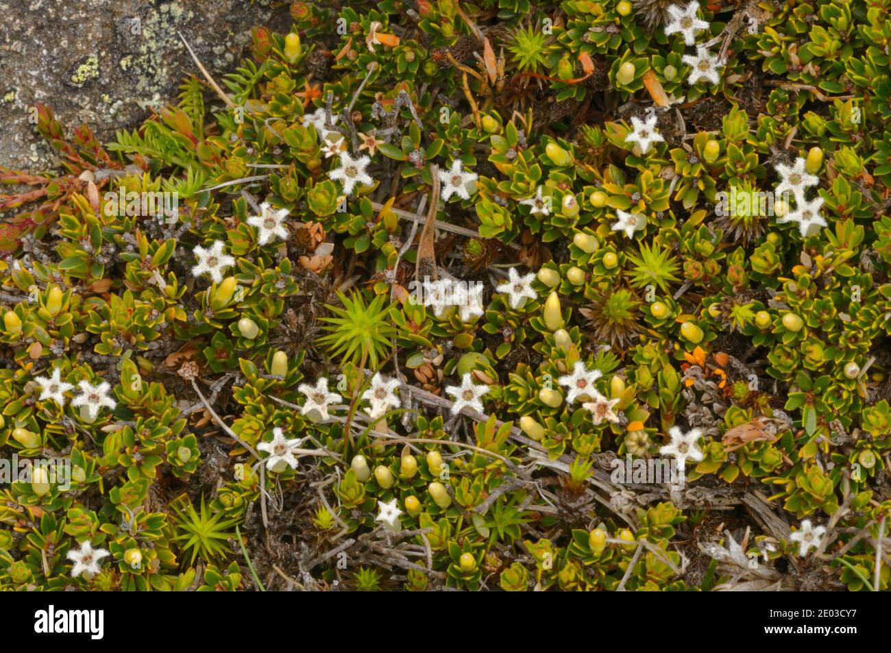 Carpet Frillyheath Pentachondra pumila Epacridaceae Endemic to Tasmania, Australia Stock Photo