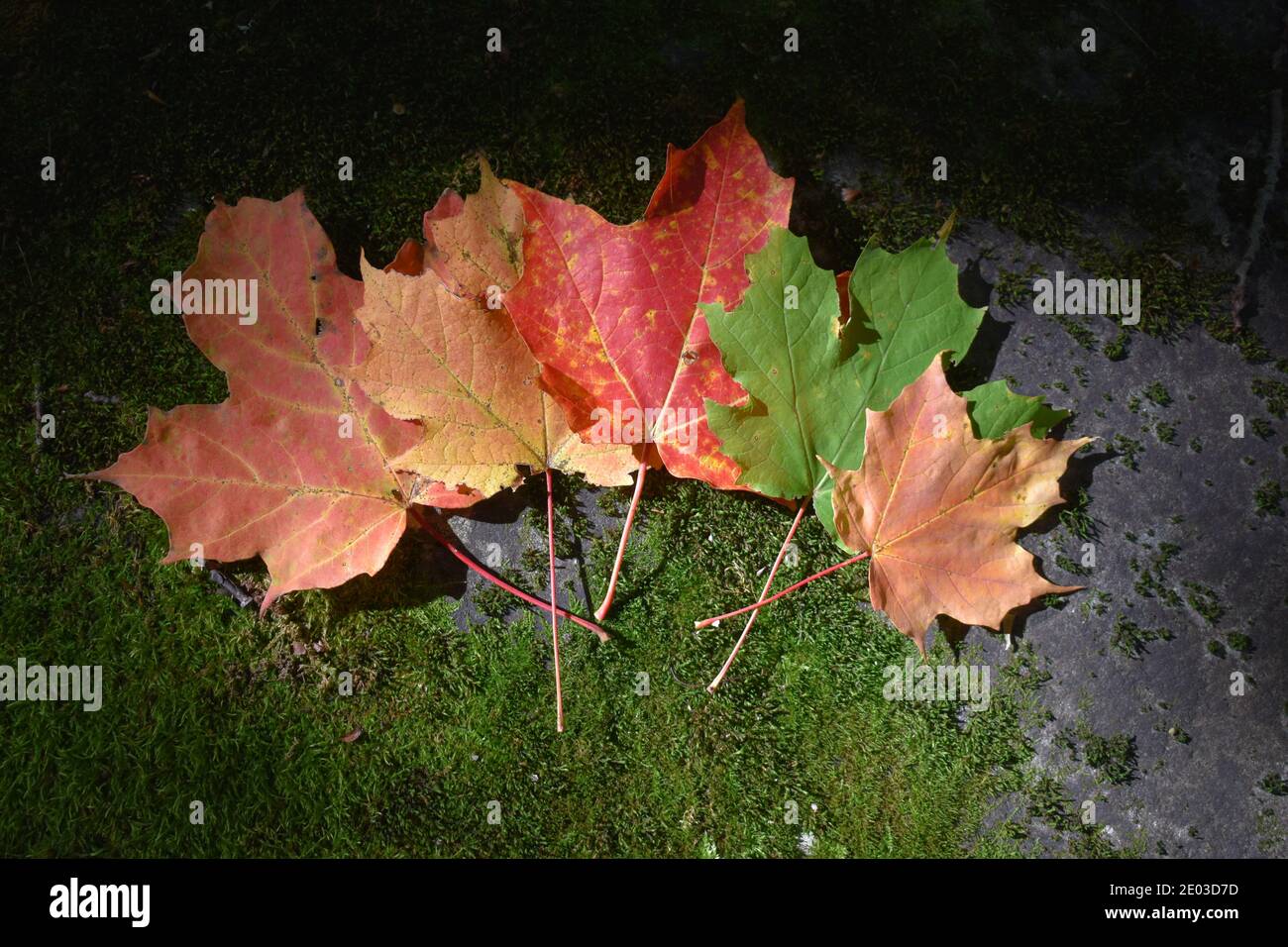 Des feuilles d'érables en automne Stock Photo