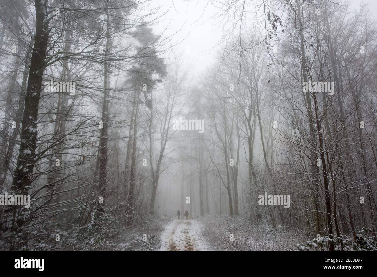 The Vale of Belvoir, Leicestershire, UK. 29th Dec 2020. Dog walkers in the snow in Belvoir woods in the Vale of Belvoir, Leicestershire Neil Squires/Alamy Live News Stock Photo