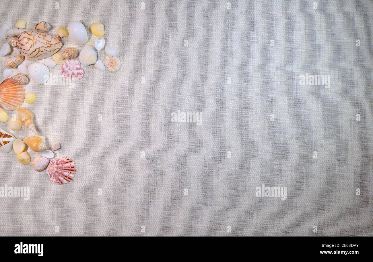 Letter C spelled by different seashells on side, summer time concept, flat lay Stock Photo