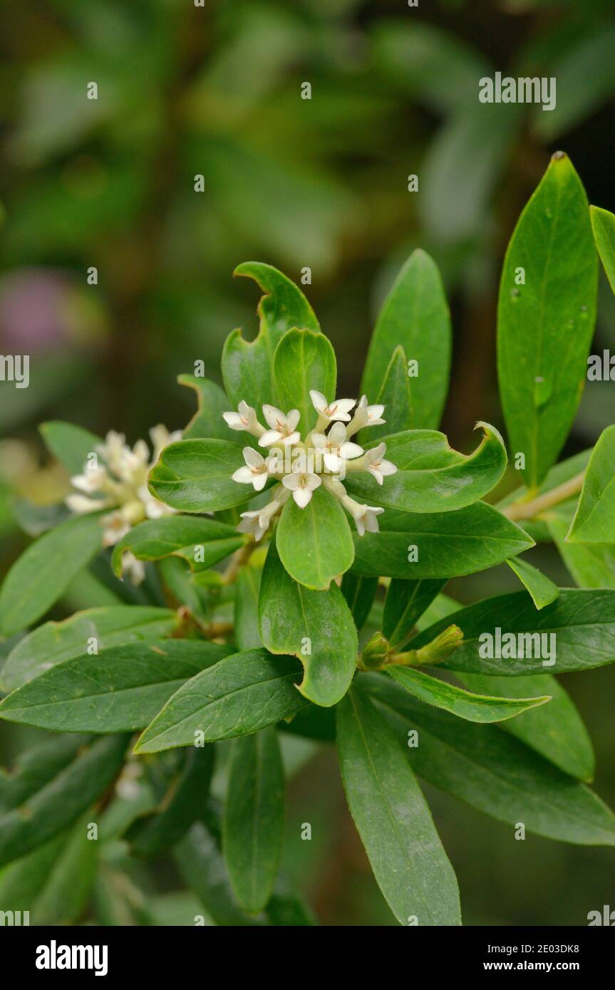 Cherry Riceflower Pimelea drupacea Thymelaeaceae Photographed in Tasmania, Australia Stock Photo
