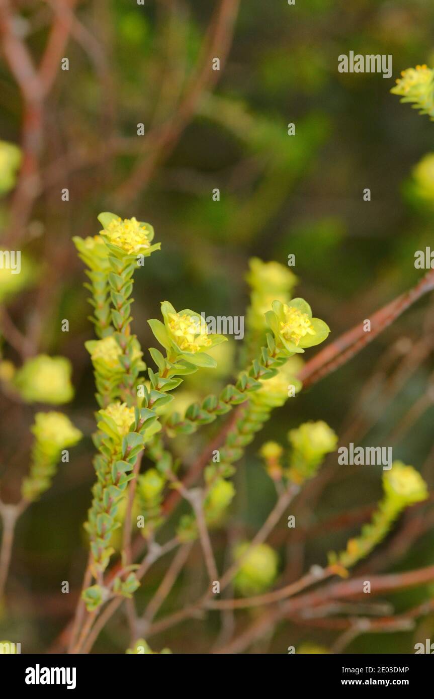 Yellow Riceflower Pimelea flava Thymelaeaceae Photographed in Tasmania, Australia Stock Photo