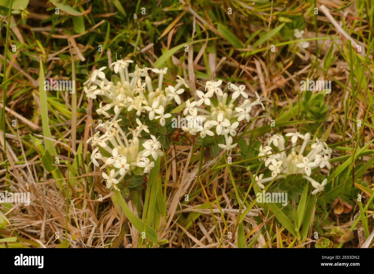 Dwarf Riceflower Pimelea humilis Thymelaeaceae Photographed in Tasmania, Australia Stock Photo