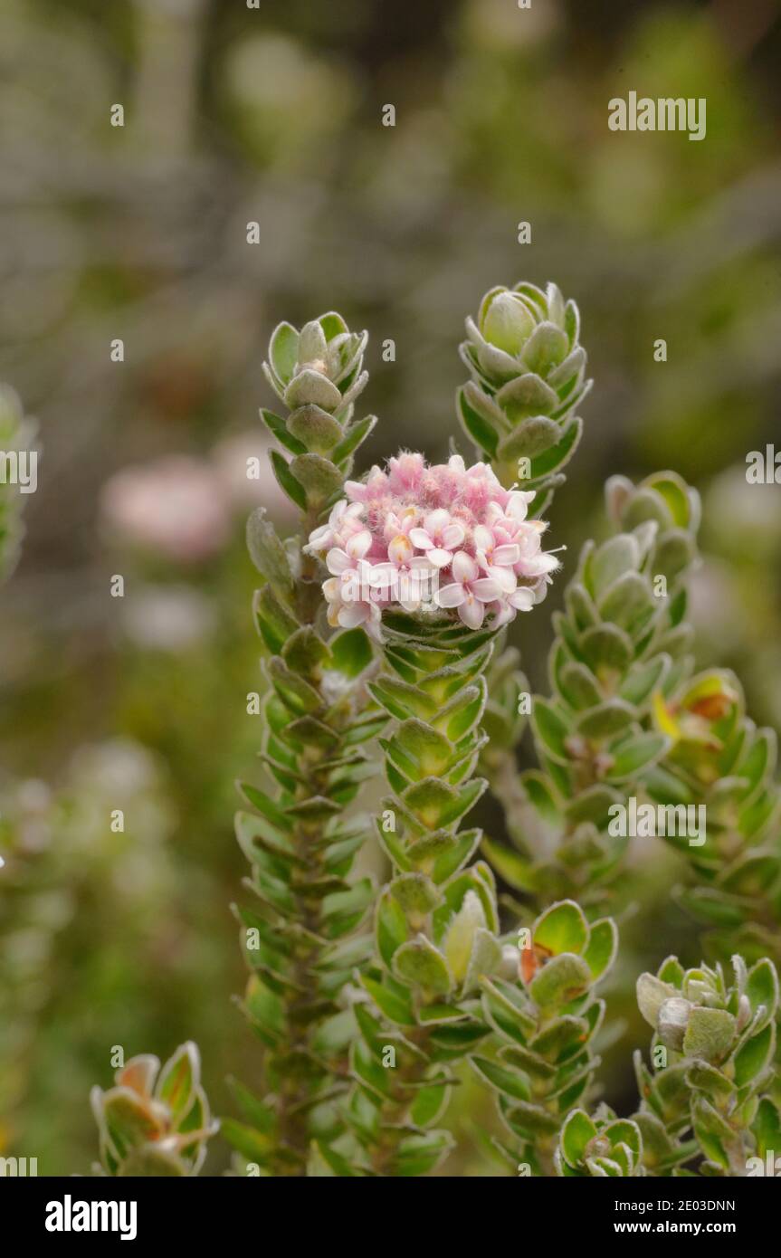 Mountain Riceflower Pimelea sericea Thymelaeaceae Endemic to Tasmania, Australia Stock Photo