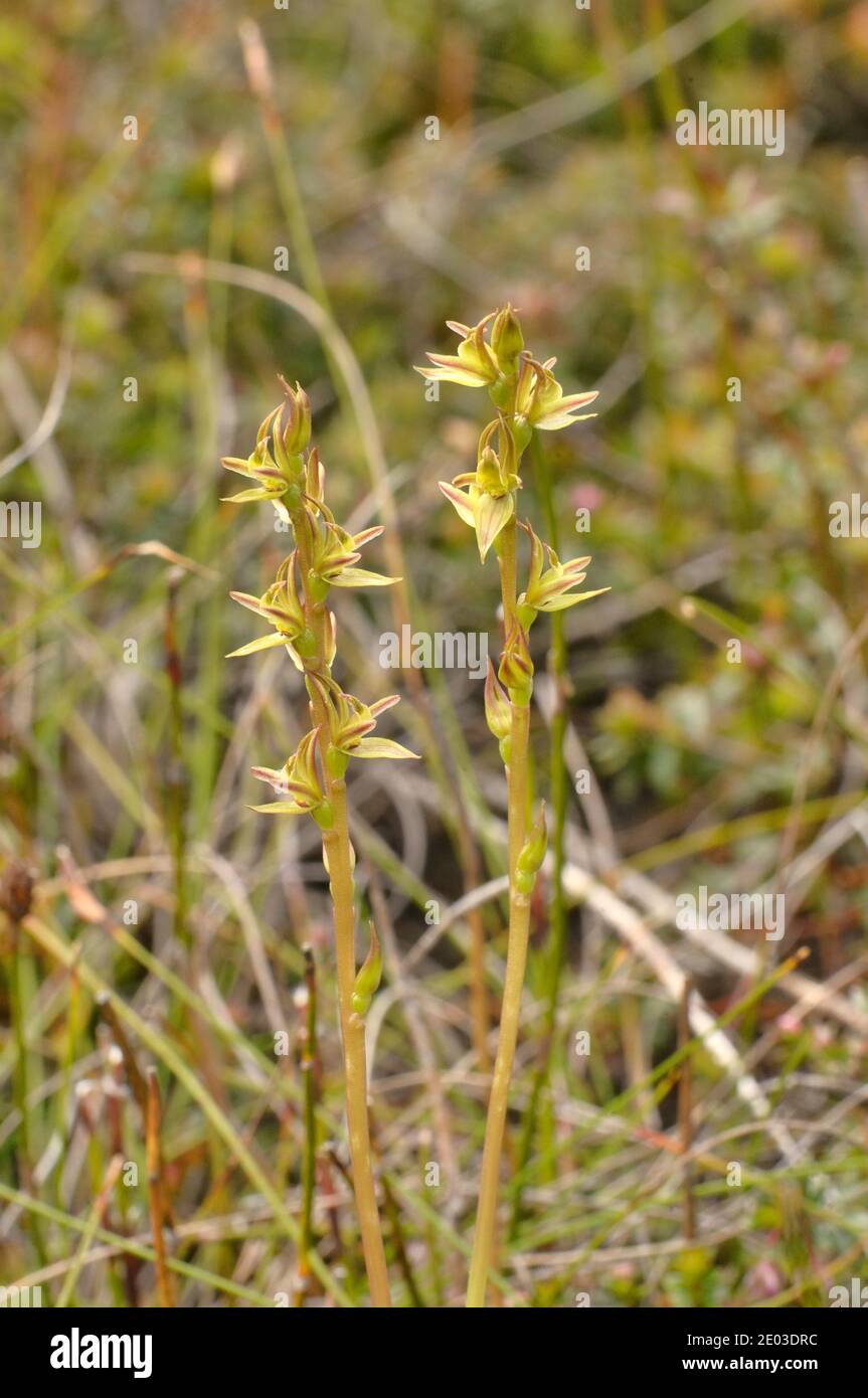 Northern Leek Orchid Prasophyllum secutum Orchidaceae Endangered species Endemic to Tasmania, Australia Stock Photo