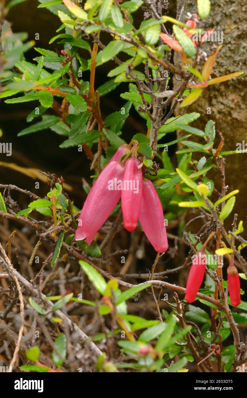 Climbing Heath Prionotes cerinthoides Epacridaceae Photographed in Tasmania, Australia Stock Photo