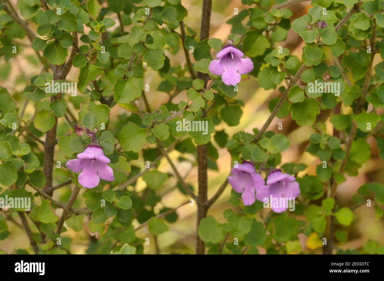 Roundleaf Mintbush Prostanthera rotundifolia Lamiaceae Photographed in Tasmania, Australia Stock Photo
