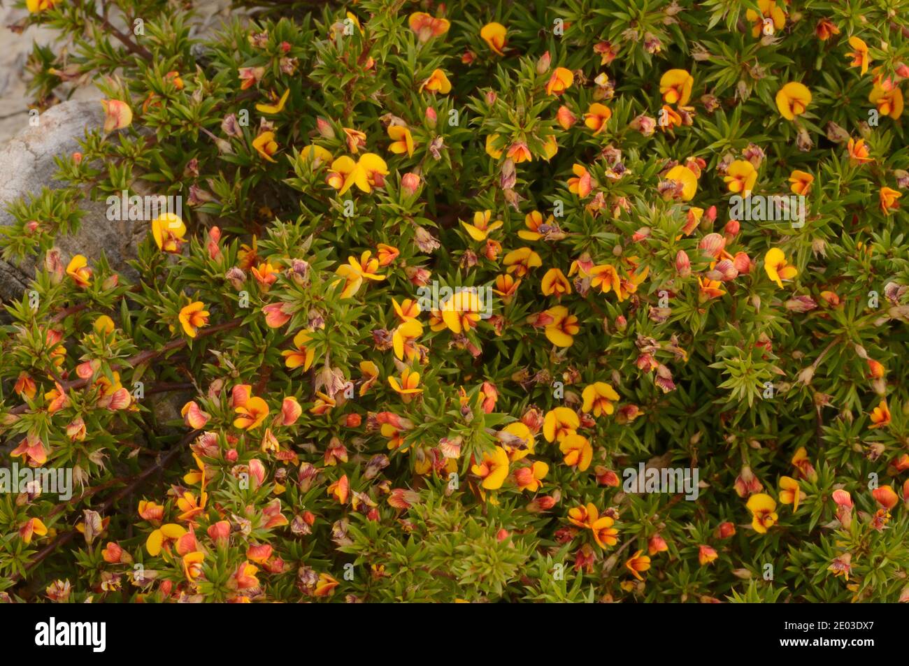 Matted Bushpea Pultenaea pedunculata Fabaceae Photographed in Tasmania, Australia Stock Photo
