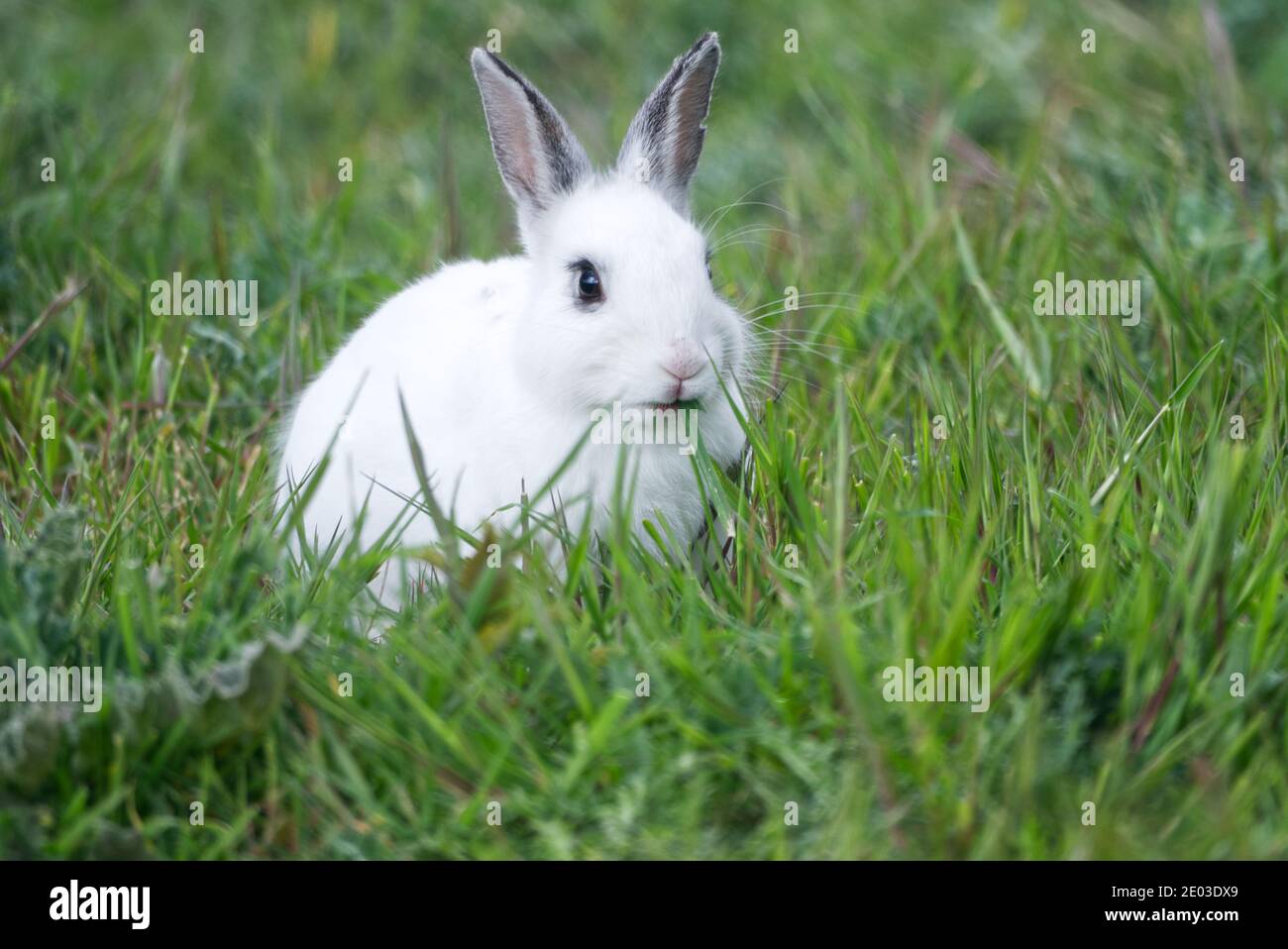 Closeup of cute white rabbit eating on the park grass, selective focus, bokeh Stock Photo