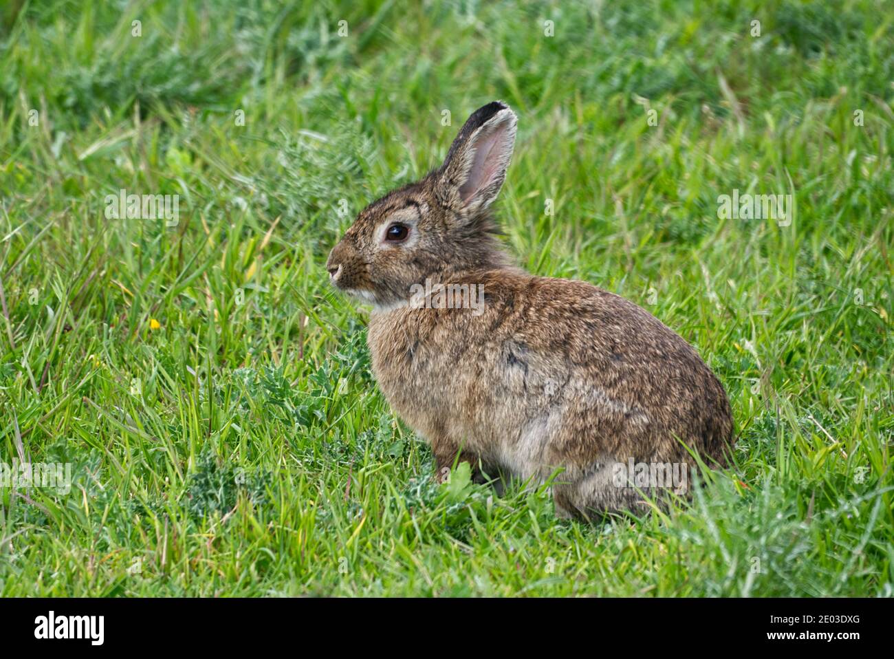 Beautiful rabbit eating grass in hi-res stock photography and images ...