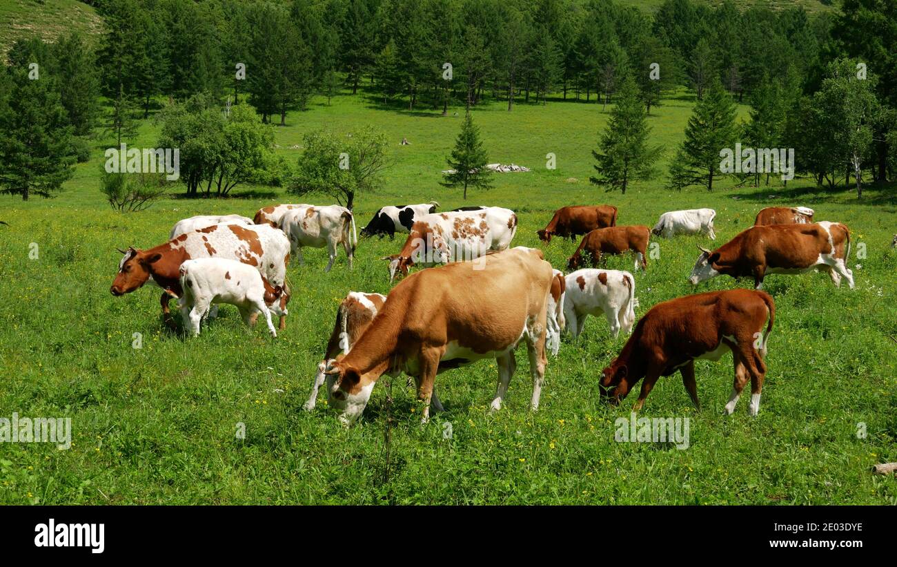 Closeup of cows and calves grazing on green pasture Stock Photo - Alamy