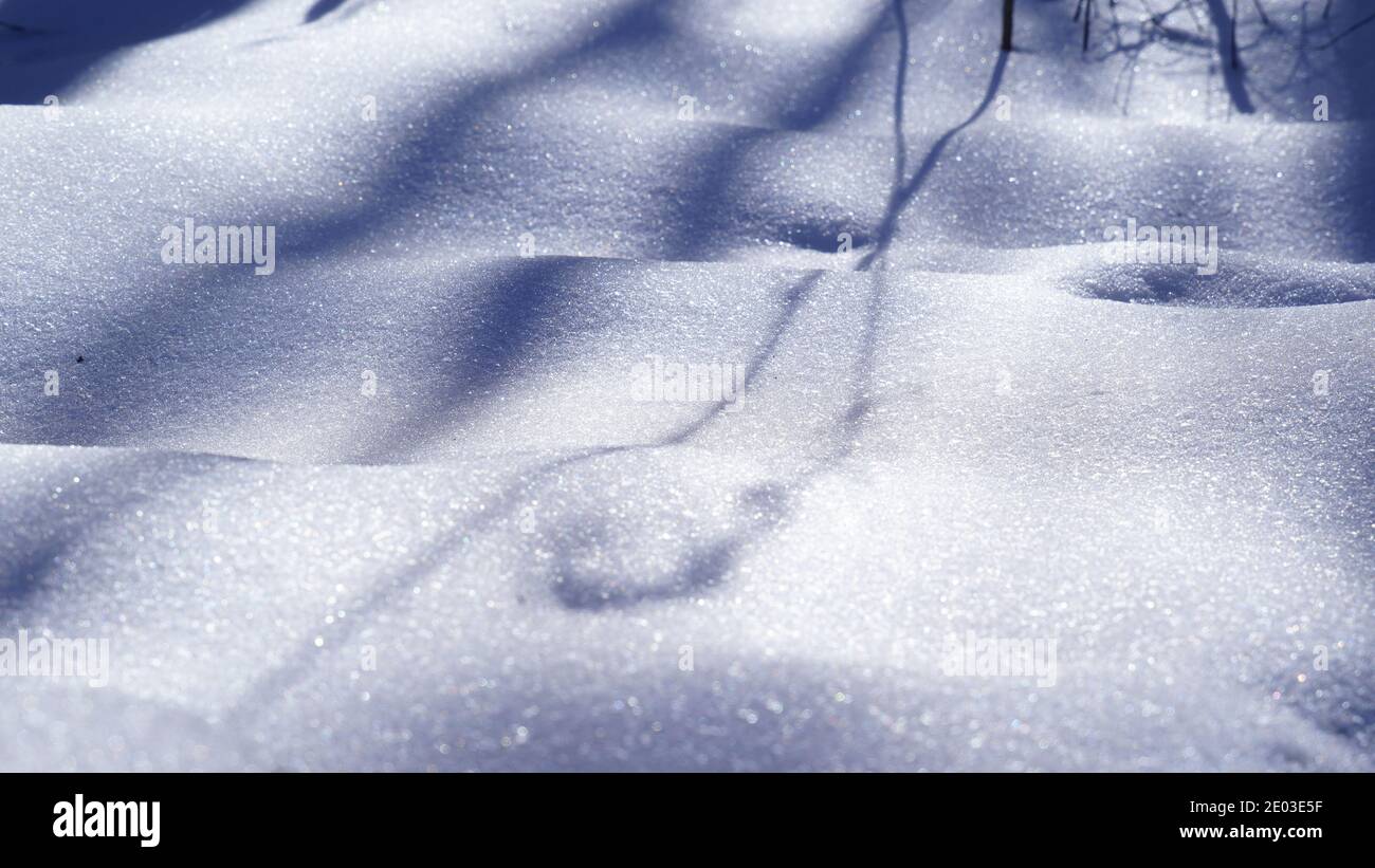 Frozen plant textures hi-res stock photography and images - Alamy