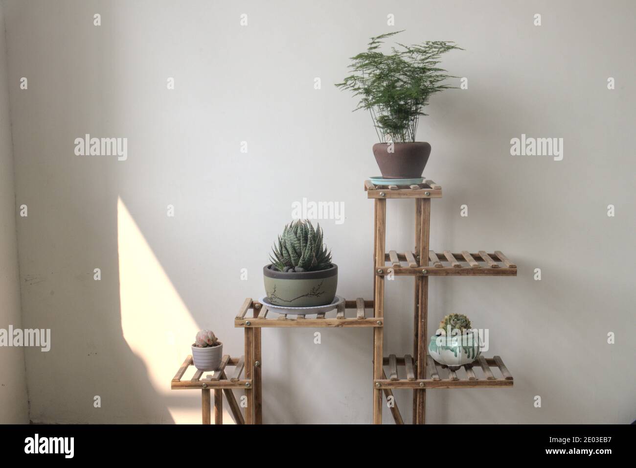Home interior with green potted plants on wooden shelves. Gardening ...