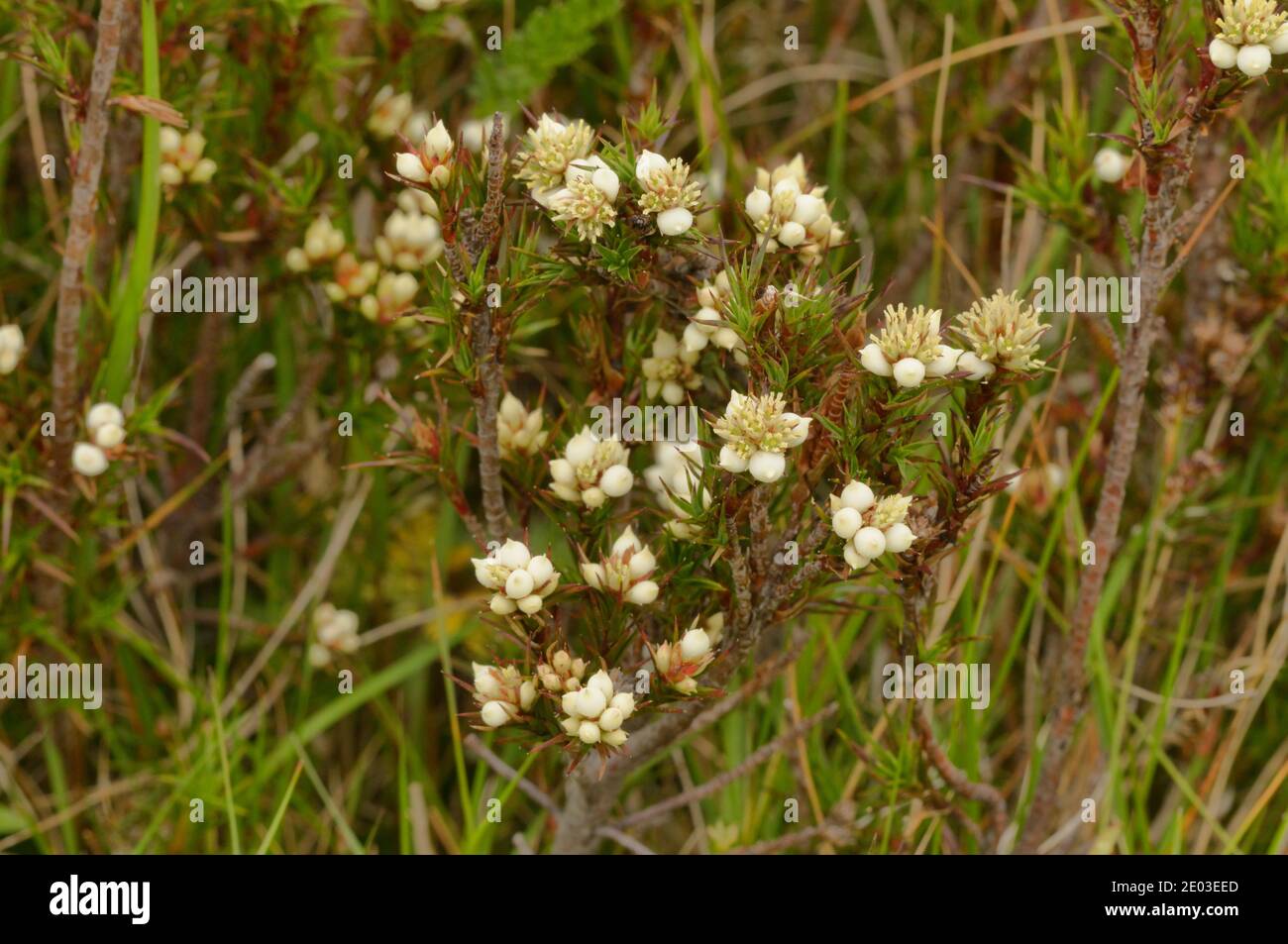 Slender Candle Heath Richea acerosa Epacridaceae Endemic to Tasmania, Australia Stock Photo