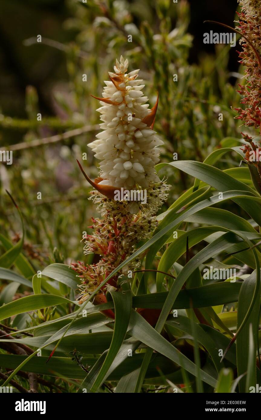 Pineapple Candle Heath (Dragon heath) Richea  dracophyla Stock Photo