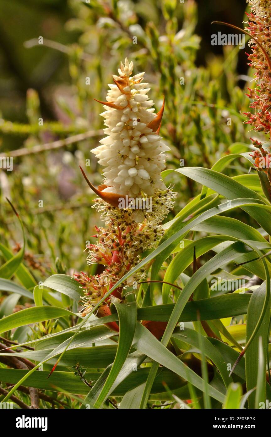 Pineapple Candle Heath ( Leaf Richea, Dragon Heath) Richea dracophylla Epacridaceae Endemic to Tasmania, Australia Stock Photo