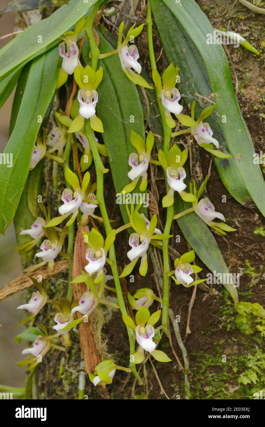 Gunn's Tree Orchid Sarcochilus australis Orchidaceae Photographed in Tasmania, Australia Stock Photo