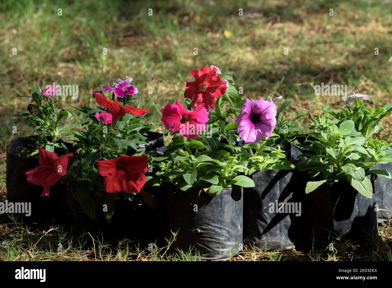 Beautiful petunia flowers of various color and variety grown in black grow bags at home or nursery blooming Stock Photo