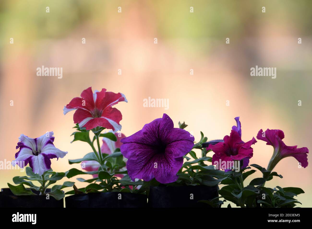 Petunia flowers bunch plant in black container bags multiple with blurred background. Stock Photo
