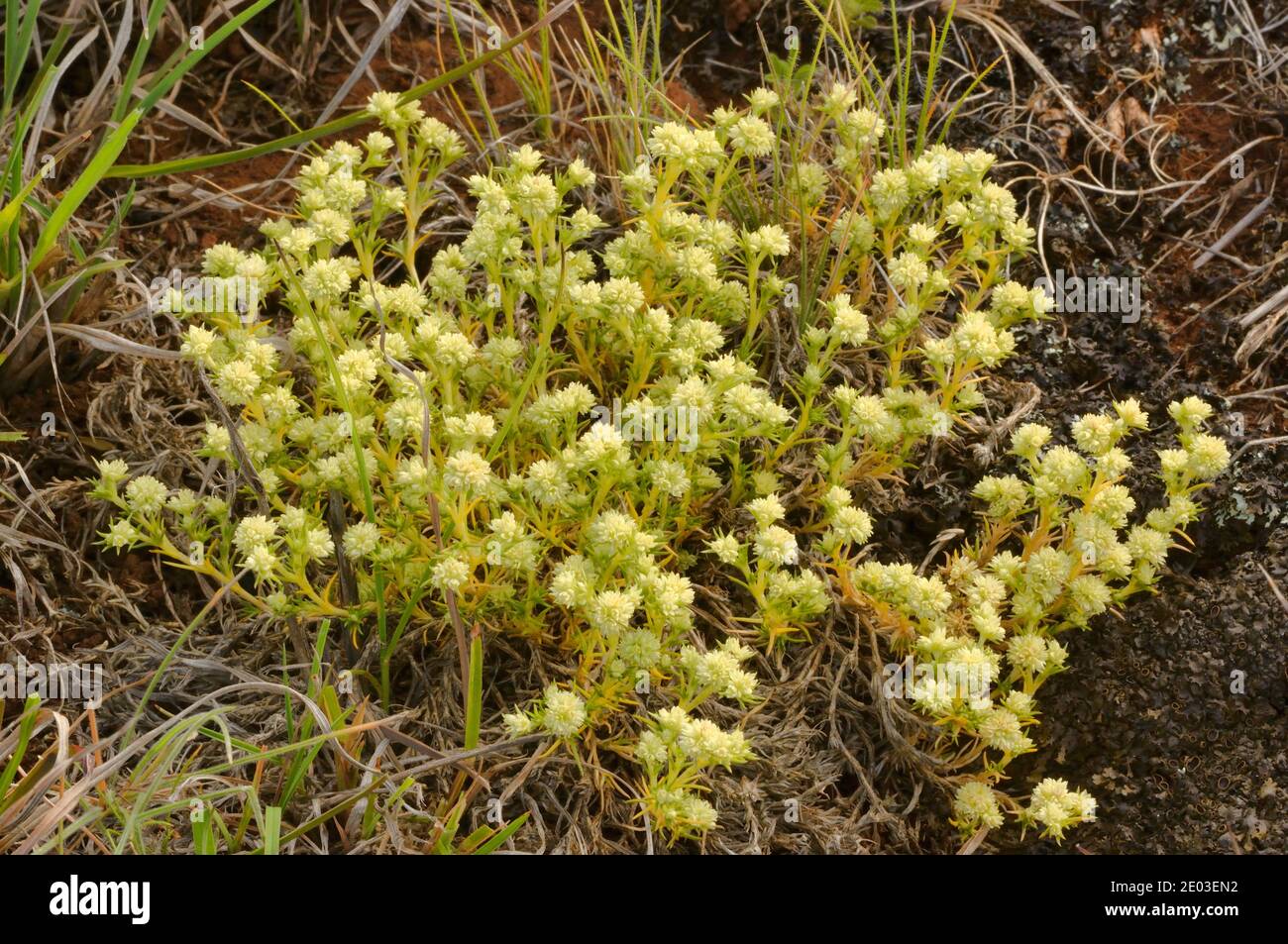 Tufted Knawel Scleranthus diander Caryophyllaceae Photographed in Tasmania, Australia Stock Photo